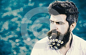 Guy with daisy or chamomile flowers in beard. Man with beard and mustache enjoy spring, green meadow background