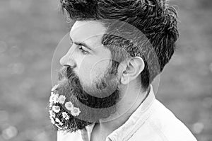 Guy with daisy flowers in beard, side view. Hipster on calm face, green grass background. Man with beard and mustache