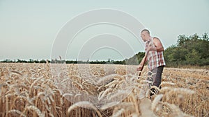 guy farmer mows the wheat in the field