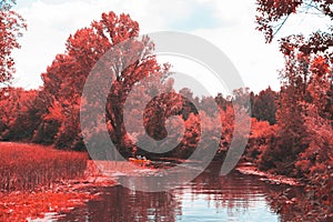 A guy and a girl canoe paddling the river in fall