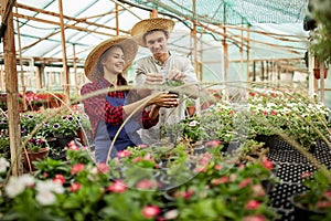 Guy and girl gardeners in a straw hats choose pots with flower seedlings in greenhouse on a sunny day.