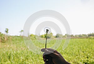 Guy is holding in hand his white dandelion on the green grass meadow background. Summer flower wallpaper