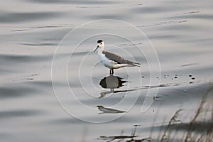 black neck stilt baby looking for food photo