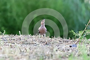 Common hoopoe or upupa looking for easy food photo