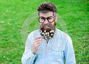 Guy looks nicely with daisy or chamomile flowers in beard. Man with long beard and mustache, defocused green background