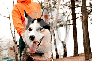 A guy in an orange jacket walks on the street with a husky dog