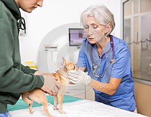 Guy owner chihuahua dog holds puppy and helps elderly woman veterinarian of clinic to inspect animal