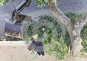 The guy from the pruning service gestures All right to the excavator gripping the foliage