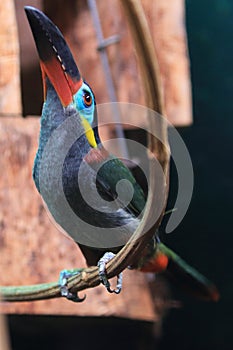 Guyana toucanet