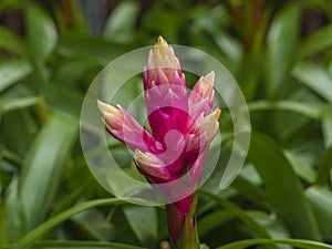 Guzmania Candy, exotic flower for arrangements, garden. Nature background