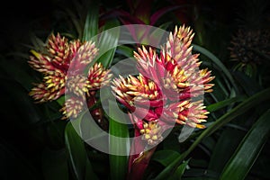 Guzmania - Candy Red Bromeliaceae - Tillandsioideae