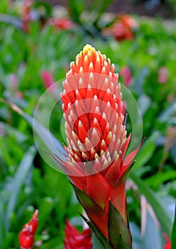 Guzmania Conifera Bromeliaceae plant. photo