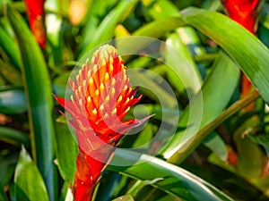 Guzmania, droophead tufted airplant, colorful red-orange pineapple flower, grow on plant