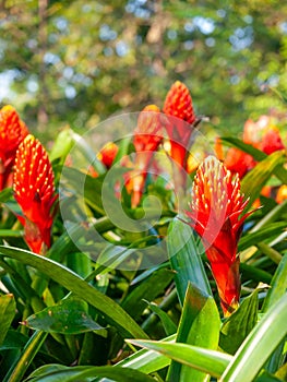 Guzmania, droophead tufted airplant, colorful red-orange pineapple flower, grow on plant photo