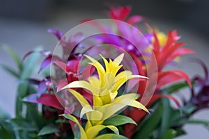 Guzmania, fine representative of bromeliad or pineapple family, exotic beauty, leader in design of home and office