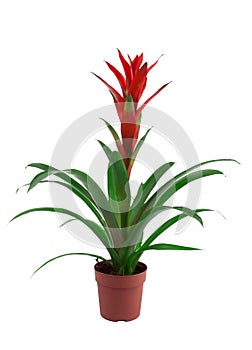 Guzmania flower in pot