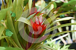 Guzmania lingulata, the droophead tufted airplant or scarlet star photo