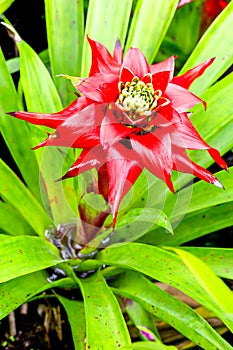 Guzmania Lingulata Flower