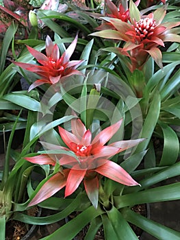 Guzmania lingulata flower.