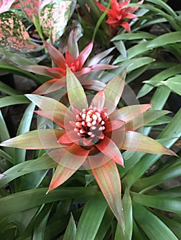 Guzmania lingulata flower.