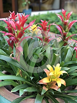 Guzmania lingulata flower. photo