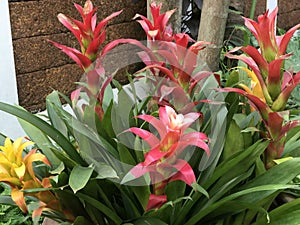 Guzmania lingulata flower.