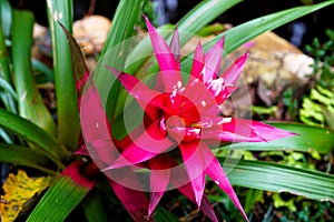 Guzmania lingulata flower