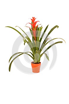 Guzmania lingulata flower in orange flowerpot