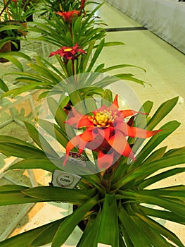 Guzmania lingulata flower.