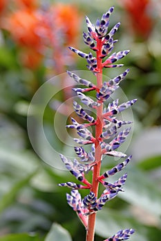 Guzmania lingulata