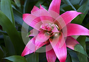 Guzmania lingulata pink flower close up.Bromelia in the garden.Scarlet star tropical plant.