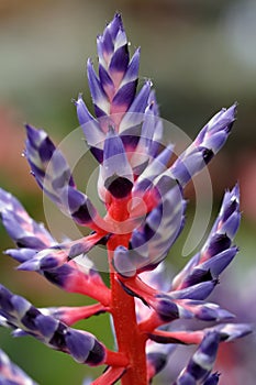 The guzmania lingulata