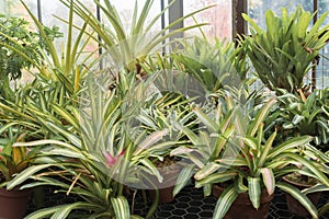 Guzmania lingulata variegata growing