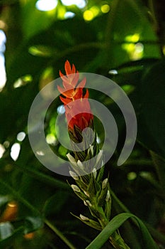 Guzmania monostachia red flower is an epiphytic species photo