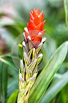 Guzmania monostachia red flower is an epiphytic species that grows in Central and South America photo