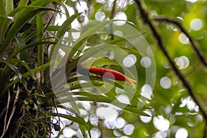 Guzmania nicaraguensis plant with flowers on a tree in a rainforest