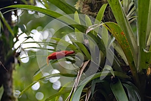 Guzmania nicaraguensis plant with flowers on a tree in a rainforest