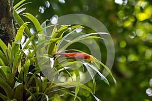 Guzmania nicaraguensis plant with flowers on a tree in a rainforest