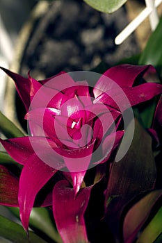 Guzmania pink flower closeup photo