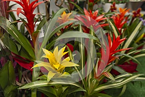 Guzmania red and yellow flowers, in a flower shop