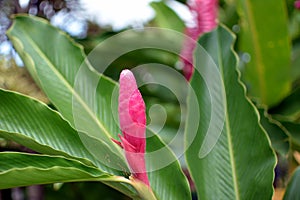Guzmania tufted airplant - flower and bud in Costa Rica photo