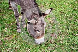 A guzzling donkey, Latin Equus asinus asinus