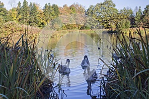 Three young swans in a pond