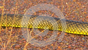 A gwardar snake`s body as it slithers past