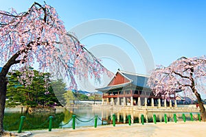 Gyeongbokgung Palace with cherry blossom in spring,Korea.