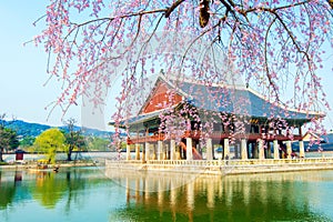 Gyeongbokgung Palace with cherry blossom in spring,Korea