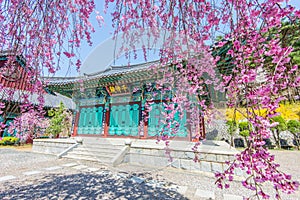 Gyeongbokgung Palace with cherry blossom in spring,Korea