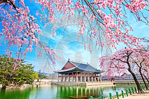 Gyeongbokgung Palace with cherry blossom in spring, Korea.