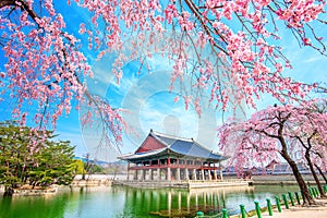 Gyeongbokgung Palace with cherry blossom in spring, Korea. photo