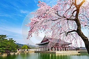 Gyeongbokgung Palace with cherry blossom in spring, Seoul in Korea